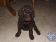 Standard Poodle Pups! READY NOW! Brown, Red, Apricot, Black!