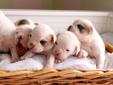Super cute bulldog puppies!