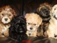 SWEET SHIH TZU/ POODLE PUPPIES AVAILABLE- TORONTO