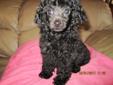 Sweet Tiny Toy Poodle Pup