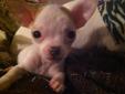 Teacup Chihuahua puppies - 1 Male Left