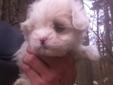 Teacup Maltese Puppies - 2 Females Available