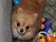 *Teacup* Pomeranian! Very lovable And Socialized!! LOOK