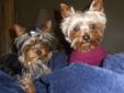 Teacup sized 2lbs Yorkshire terrier female