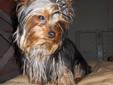 Teacup sized 2lbs Yorkshire terrier female