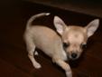 Tiny Applehead Chihuahua Puppies!