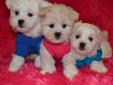 TINY TOY AND TOY MALTESE X 647-838-6762 X