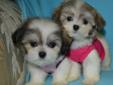 TINY TOY AND TOY MALTESE X 647-838-6762 X