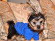 Tiny Toy Male Yorkie! Only 1 Pup Left!!
