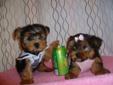 Tiny toy yorkshire terrier