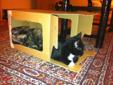 Two adorable kitties need new homes