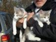 Two Free Male Kittens