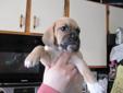 TWO PUGGLE PUPPIES LEFT !! PRICE REDUCED !!