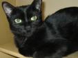 URGENT: Permanent Foster Needed for Feline Leukemia Cat