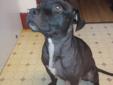 urgently need a home for Lucy.