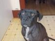 urgently need a home for Lucy.