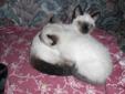 VERY LOVING- Siamese kittens