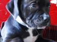 Victorian/American Bulldog Pups $400 OBO