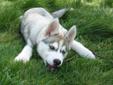Wanted: Looking for a 8 week old Siberian husky puppy