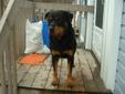 Wanted: Looking for a Female Rotti to spend sometime with my male Rotti