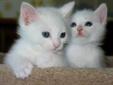 Wanted: Looking for a Pure white kitten