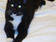 Wanted: LOST CAT or MISSING CAT - Black and White in Willoughby Area