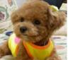 Wanted: WANTING A TOY POODLE