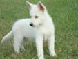 WANTED! white german shepherd puppy