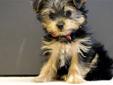 Wanted: YORKIE PUPPY WANTED MALE OR FEMALE!