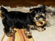 Wanted: YORKIE PUPPY WANTED MALE OR FEMALE!