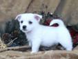 West Highland White Terrier x Shih tzu puppies