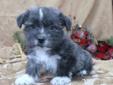 West Highland White Terrier x Shih tzu puppies