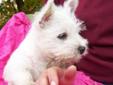 westies west highland white terriers westie puppies