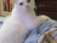 White Spayed Female to Good Home