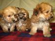 Yorkie / Bichon puppies, one male left