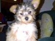 Yorkie purbred puppies