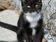 Young Female Cat - Domestic Short Hair-black and white