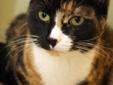 Young Female Cat - Domestic Short Hair Calico: 