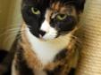 Young Female Cat - Domestic Short Hair Calico: 