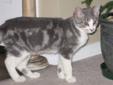 Young Female Cat - Domestic Short Hair: 