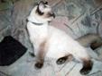 Young Female Cat - Ragdoll Siamese: 