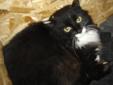Young Female Cat - Tuxedo Domestic Medium Hair: 