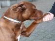 Young Female Dog - Labrador Retriever Pit Bull Terrier: 