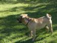 Young Female Dog - Pug Beagle: 