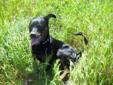 Young Female Dog - Rottweiler Shepherd: 