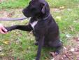 Young Female Dog - Shar Pei Labrador Retriever: 