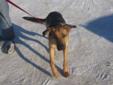Young Female Dog - Shepherd Rottweiler: 