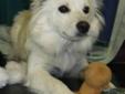 Young Female Dog - Spaniel American Eskimo Dog: 