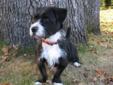Young Female Dog - Terrier Corgi: 