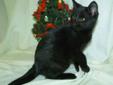 Young Male Cat - Domestic Short Hair-black: 